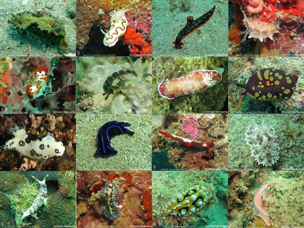Magic Oceans Dive Resort Anda  Exterior foto